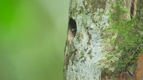 tree hole becomes bird nest rufous piculet or Sasia abnormis