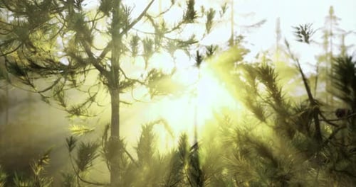 Sunlight Filtering Through Trees in a Serene Forest During Morning Hours