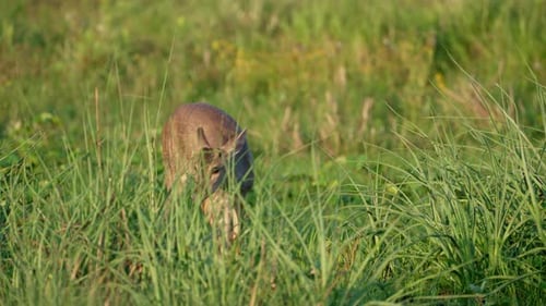 Deer Grazing in Lush Green Meadow During Daytime