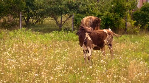 The Cow is Grazing on the Farm Selective Focus