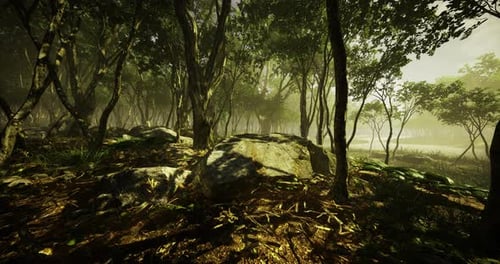 Mysterious Forest Landscape at Dawn with Soft Light Filtering Through Trees