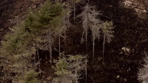 Dead Trees and Burnt Ground After Fire