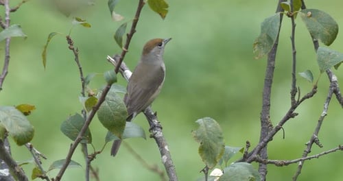 Eurasian Blackcap Warblers