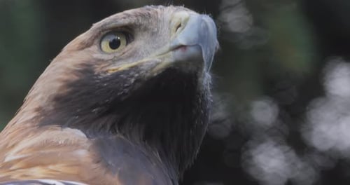 Der
Steinadler (Aquila chrysaetos) ist ein Greifvogel, der auf der Nordhalbkugel lebt. Es ist das meiste