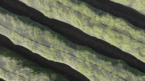 Unique rotating aerial rise over a massive netted orange tree grove on a summer day. Protected orcha