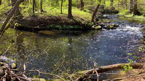Creek flows continuously through beautiful forest park on sunny summer day.