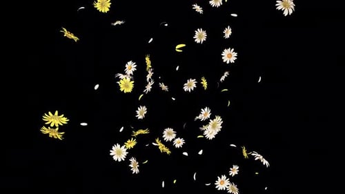 Daisy Fall Loop auf Alpha