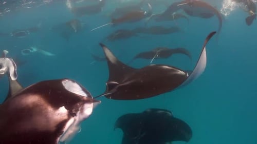 Underwater view of Large school of manta ray swimming close to surface