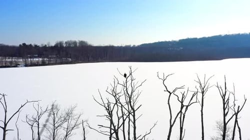 Lone Bald Eagle Over a Frozen Serenity