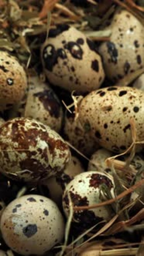 Quail Eggs Fall on Hay Filmed on a Highspeed Camera at 1000 Fps