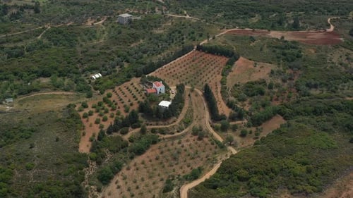 Drone Camera Panning Over Olive Grove and Farm