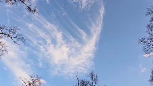 A tranquil scene of wispy clouds streaking across a clear blue sky, framed by the delicate branches