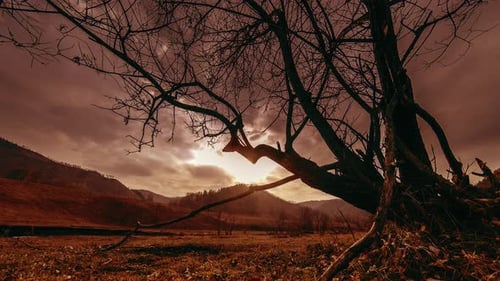 Time Lapse of Death Tree and Dry Yellow Grass at Mountian Landscape with Clouds and Sun Rays