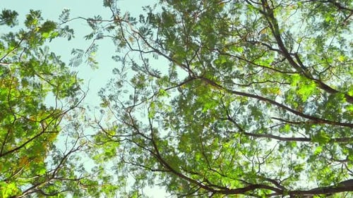 Vibrant Green Canopy Looking Up Through Lush Summer Tree Leaves
