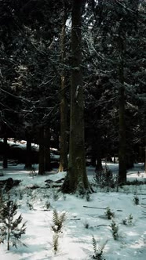 Snow Covered Forest with Tall Trees and Delicate Ferns Beneath Bright Sunlight