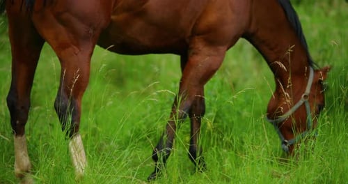 Grazing brown horse on the grass during a sunny day.