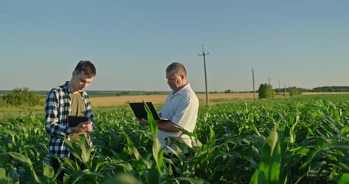 Men Use Technology in Green Corn Field