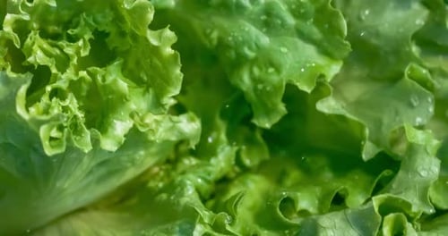 Close Up of Fresh Green Lettuce with Water Droplets