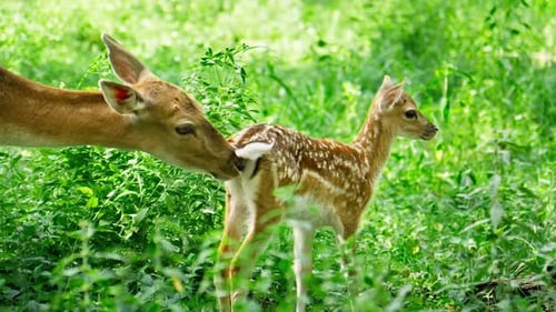 Mother Deer Take Care Her Fawn in Natural Habitat Sunny Day in Forest