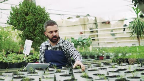 Man inspects plants in a greenhouse environment