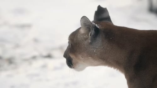 Canadian Cougar Prowls Through a Snowy Forest in the Morning Light Showcasing Its Grace and Survival