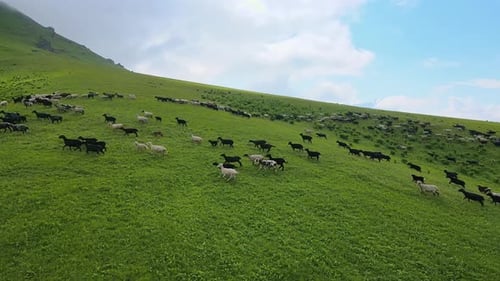 Las vacas pastan en un campo cubierto de hierba bajo el cielo en un paisaje natural