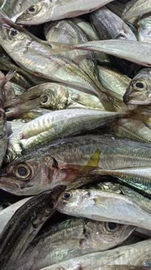 Vertical Video of Sea Food