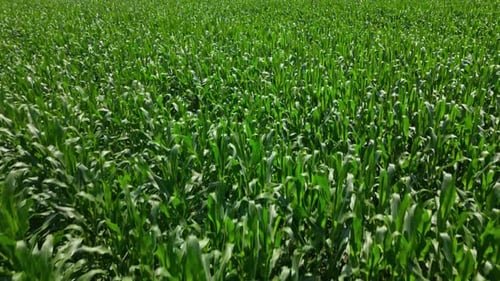 Aerial shot of a corn field