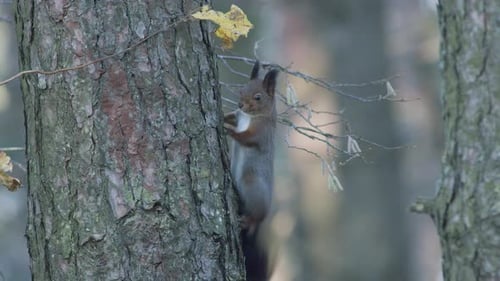 Wild squirrel climbing in tree sitting on the branch