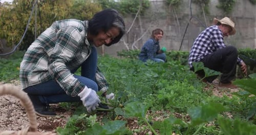 Healthy hispanic and asian farmers harvesting organic vegetables at USA farm