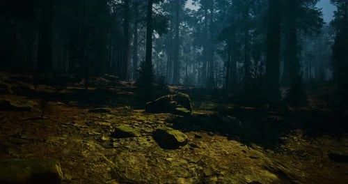 Serene Forest Landscape Under Soft Light with Dense Tree Cover