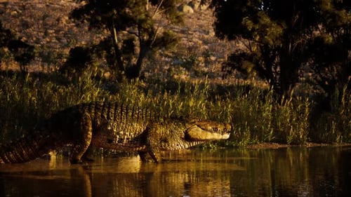 Crocodile marchant le long d'une rivière au coucher du soleil dans un habitat naturel