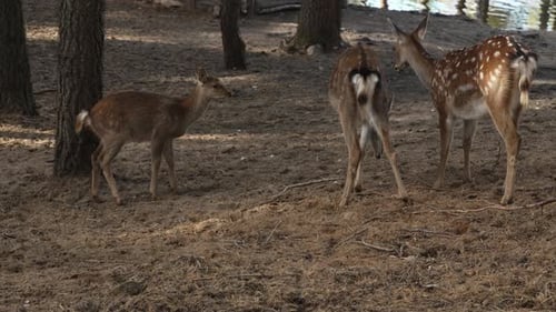 Whitetail spotted young deer grazing in the forest and eating slow motion. Young true deer grazing