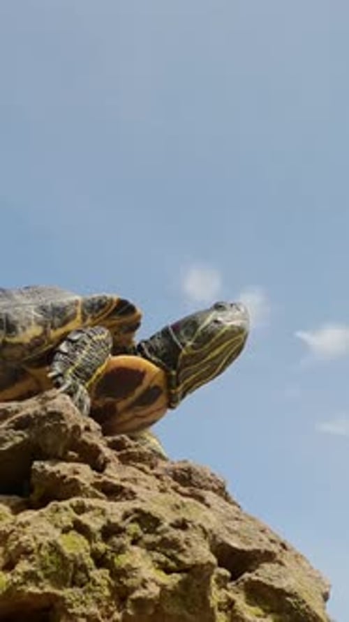Pond Slider se réchauffe sur un rocher en étirant son cou vers le soleil
