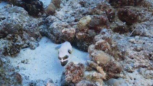 Cute black and white pufferfish looks for food on a tropical coral reef in Micronesia