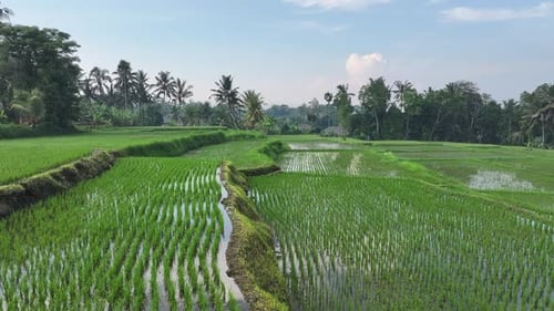 Aerial view of hotels, jungle and rice paddies in Bali, Indonesia