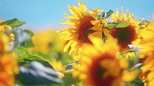 4K Sunflowers Field