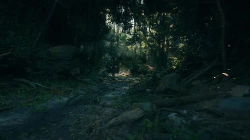 Dirt Path Cutting Through Dense Forest