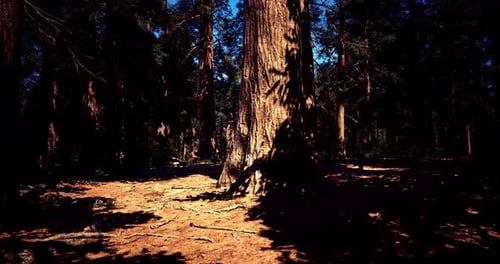 Tall Sequoia Tree Casting Shadows in a Dense Forest During the Daytime