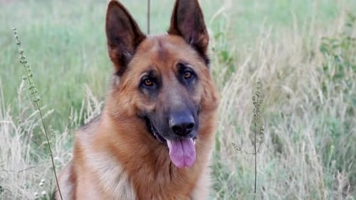 Alert German Shepherd Dog Sitting in Grassy Field
