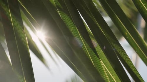 Sun rays shine through green leaves of palm tree