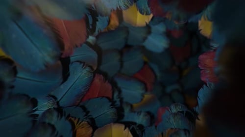 Bucle de animación Feather Tunnel