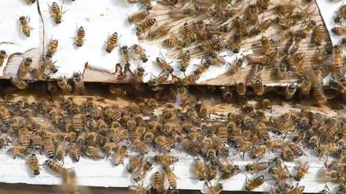 Les abeilles travaillent assidûment la ruche pour produire du miel pour un apiculteur.