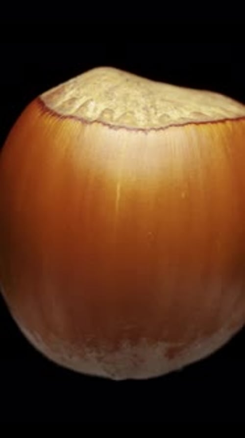 Hazelnuts on a black background, rotates. Close-up. Vertical video.