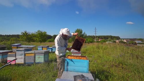 Apiarist inspecting bees among nature.