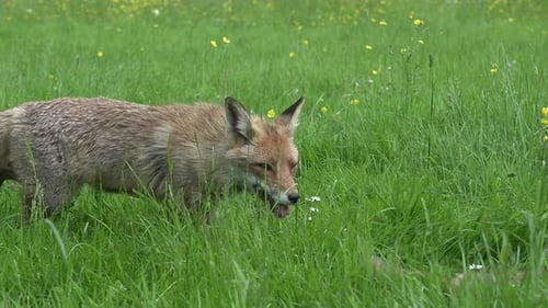 Red Fox, vulpes vulpes, Mother and Cub walking and playing in High grass, Normandy in France