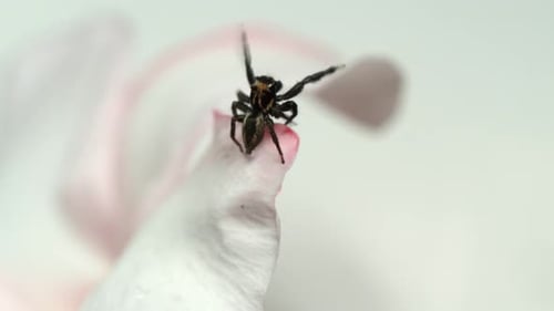 Schwarze Spinne auf weißer und rosafarbener Blume winkt wie verrückt mit den Beinen. Makro gesperrt