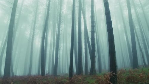 Through the Forest Fog Slender Tree Trunks Rise Towards the Melancholic Sky