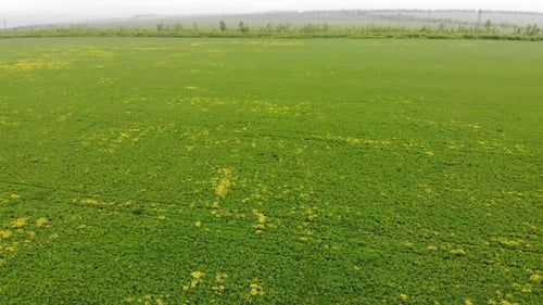 aerial view of the green rapeseed canola field in spring