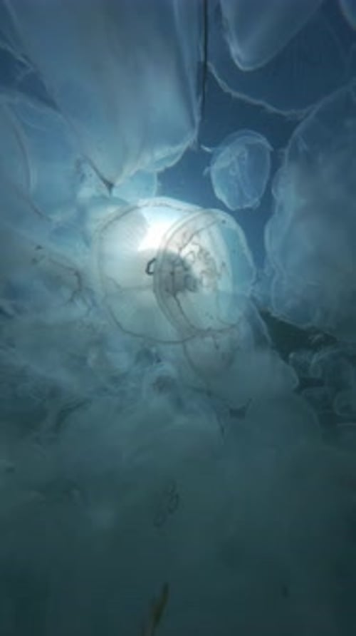 Schwimmen Sie durch eine Vielzahl von Mondquallen unter der Wasseroberfläche, die von der hellen Mittagssonne beleuchtet wird